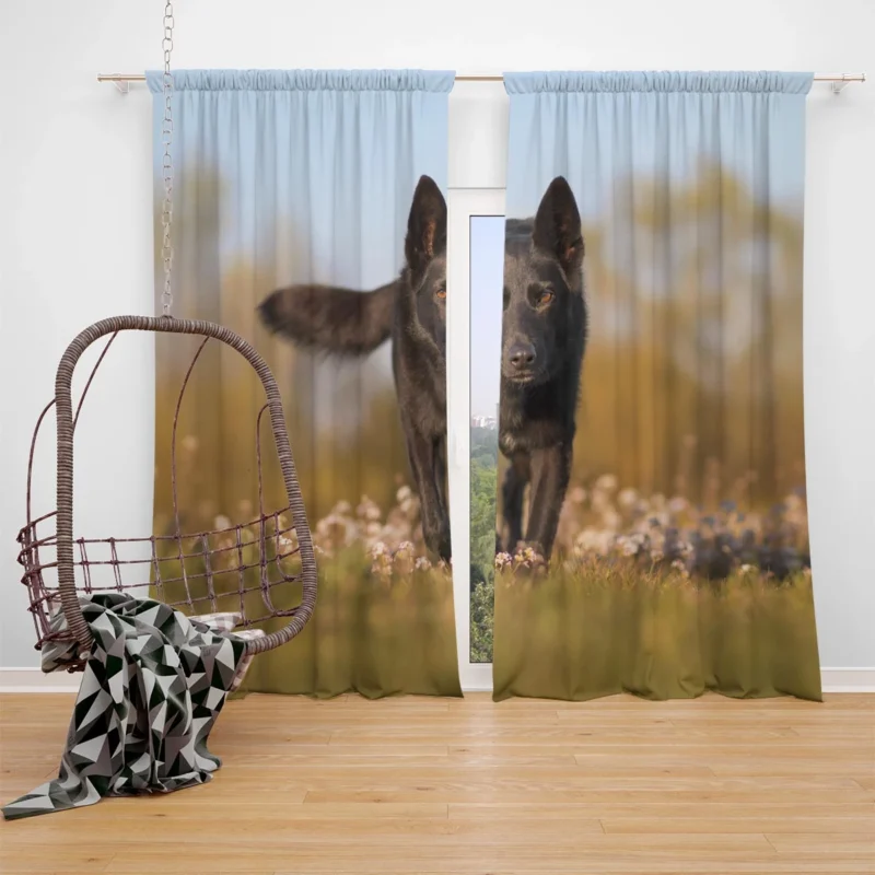 Australian Beauty Quartet: Kelpie in Flower Field Window Curtain