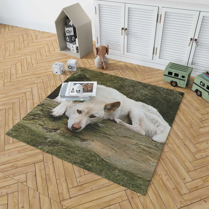 Australian Dingoes in the Wild: Dingo Quartet Floor Rug 1