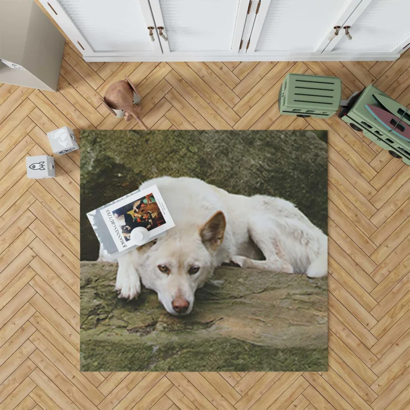 Australian Dingoes in the Wild: Dingo Quartet Floor Rug