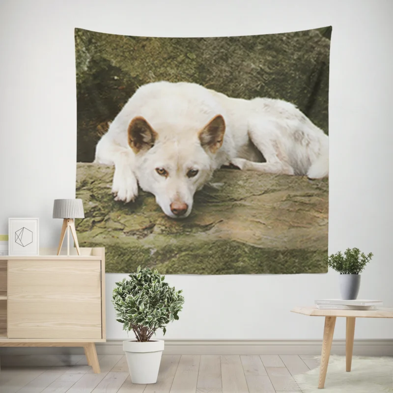 Australian Dingoes in the Wild  Dingo Quartet Wall Tapestry