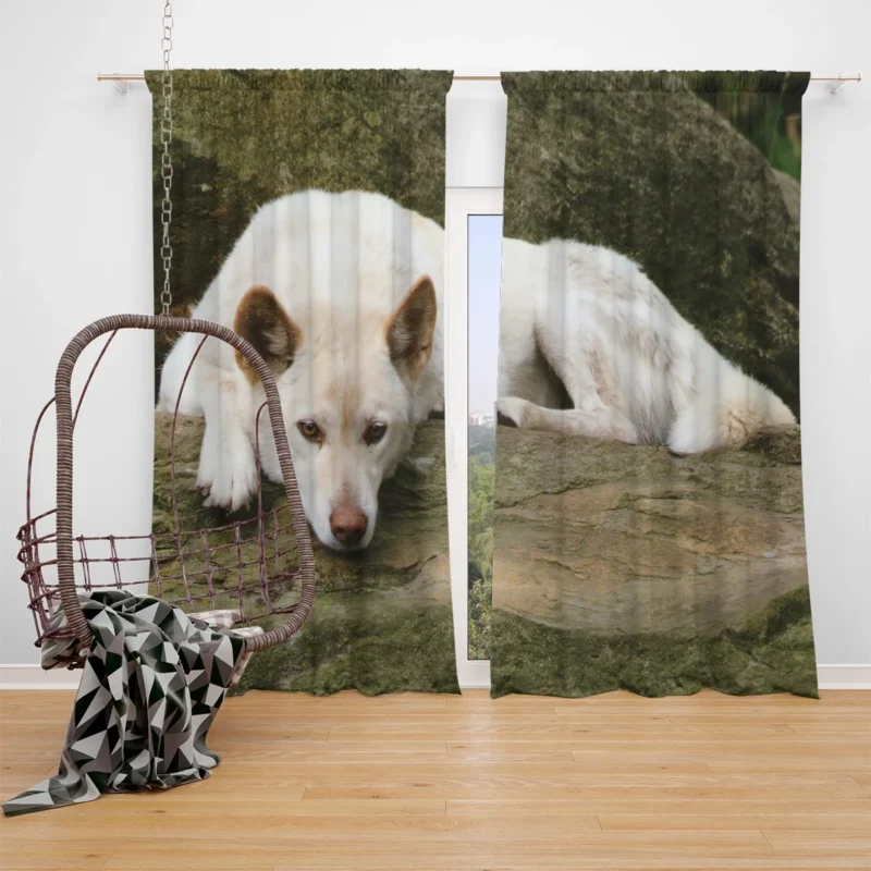 Australian Dingoes in the Wild: Dingo Quartet Window Curtain