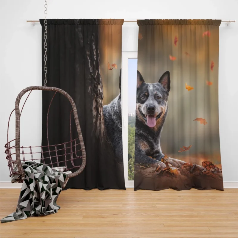 Australian Heeler Breed: Australian Cattle Dog Window Curtain