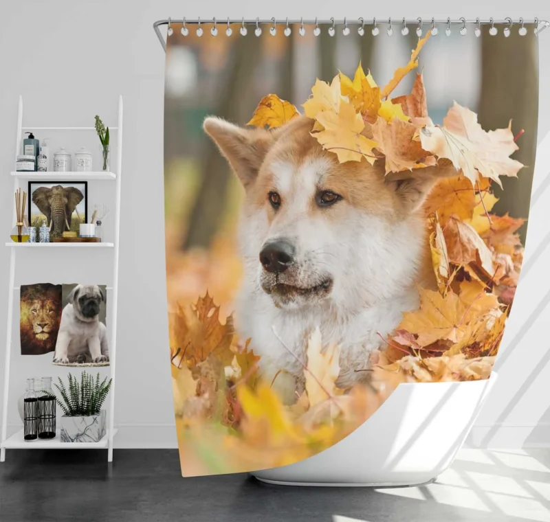 Autumn Leaves and Beauty: The Akita Quartet Shower Curtain