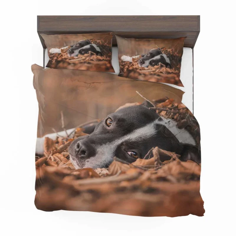 Autumn Muzzle Stares: Bull Terrier Quartet Bedding Set 1