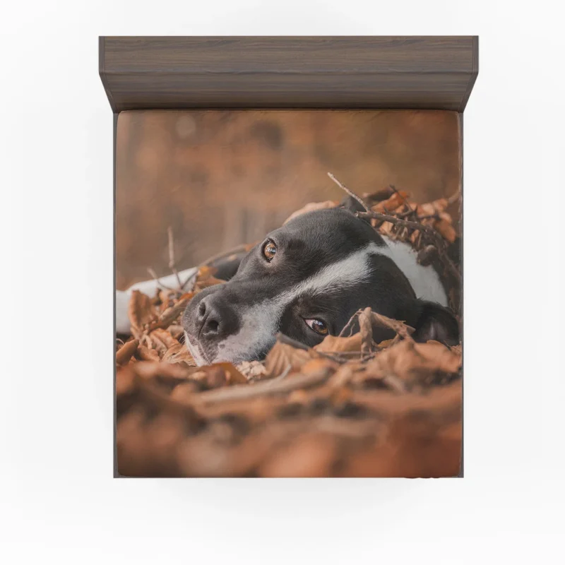 Autumn Muzzle Stares: Bull Terrier Quartet Fitted Sheet