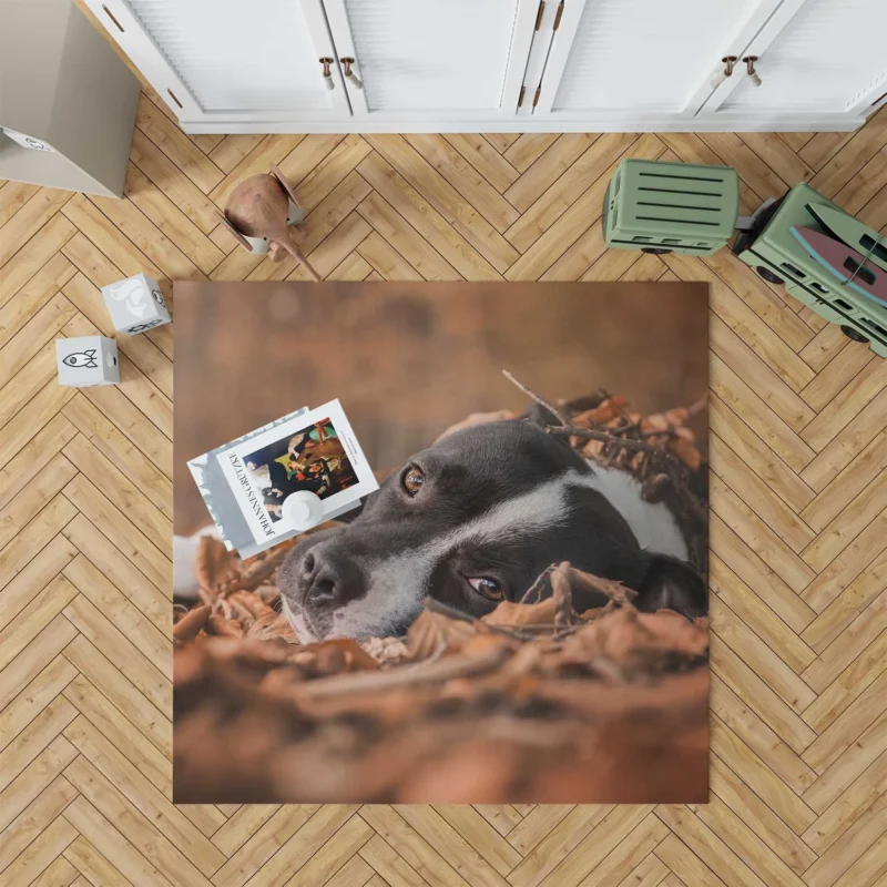 Autumn Muzzle Stares: Bull Terrier Quartet Floor Rug