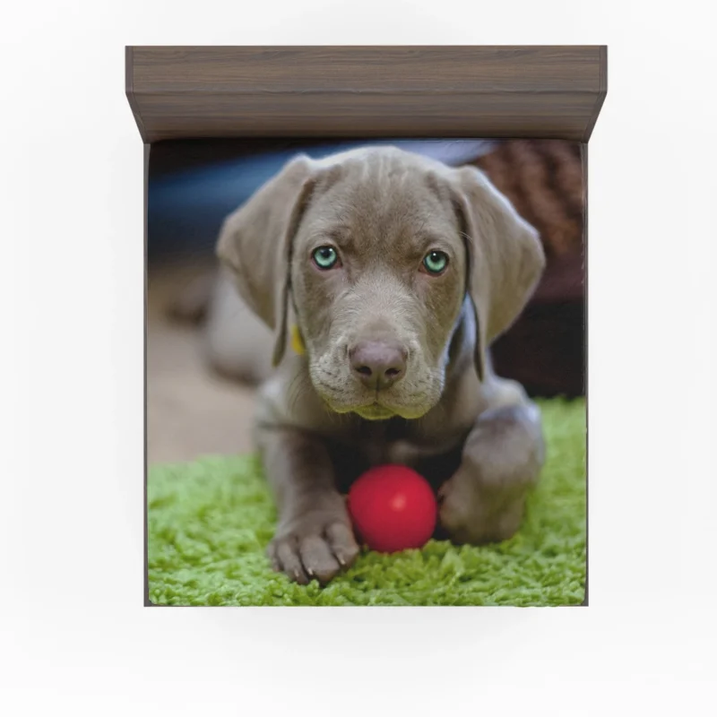 Ball of Fluffy Cuteness: Weimeraner Puppies Fitted Sheet