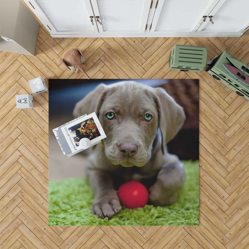 Ball of Fluffy Cuteness: Weimeraner Puppies Floor Rug