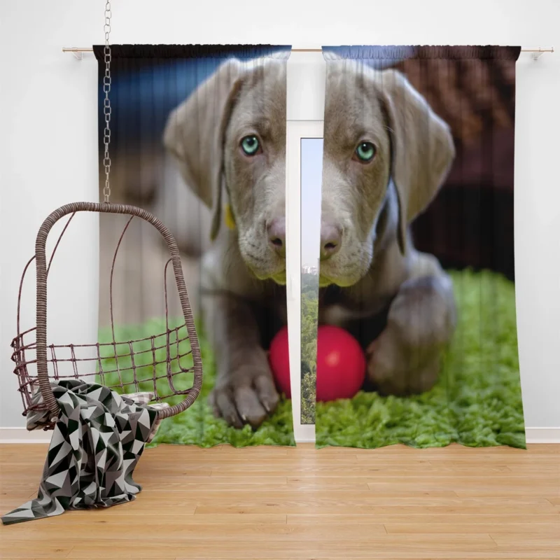 Ball of Fluffy Cuteness: Weimeraner Puppies Window Curtain