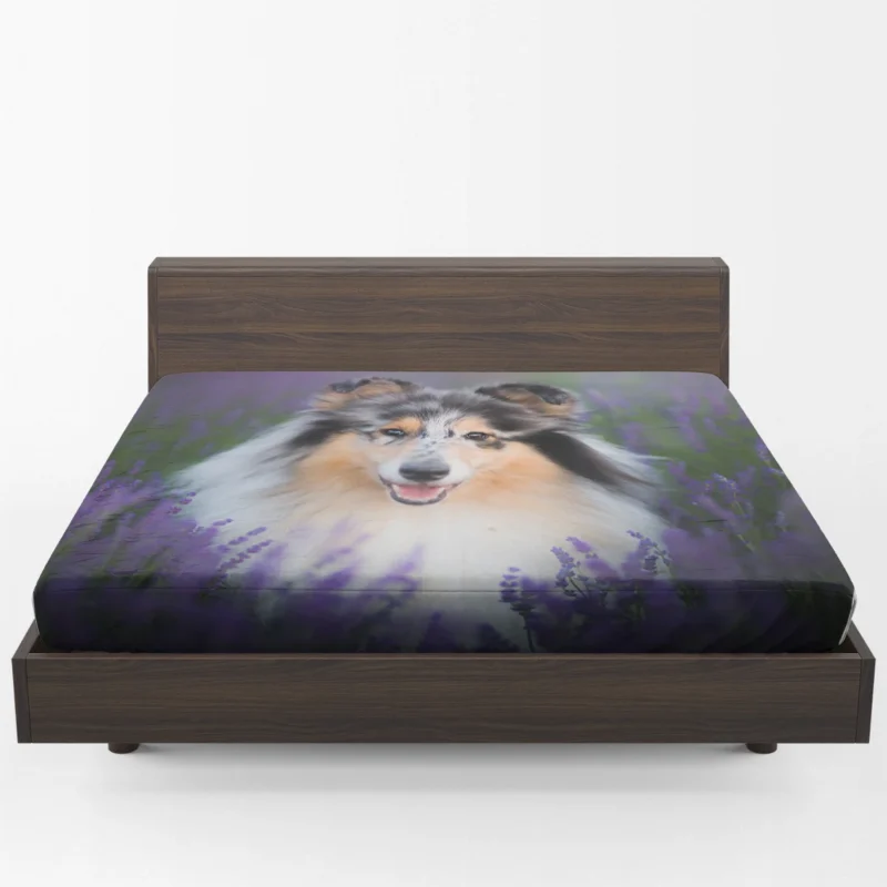 Baskets and Collies: Rough Collie Quartet Fitted Sheet 1