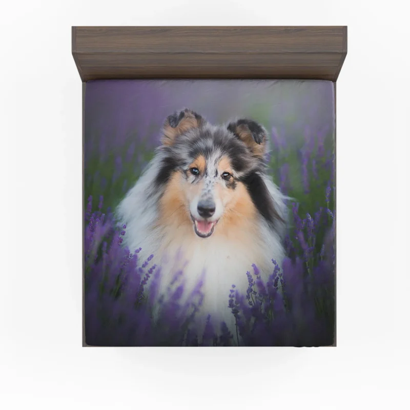 Baskets and Collies: Rough Collie Quartet Fitted Sheet