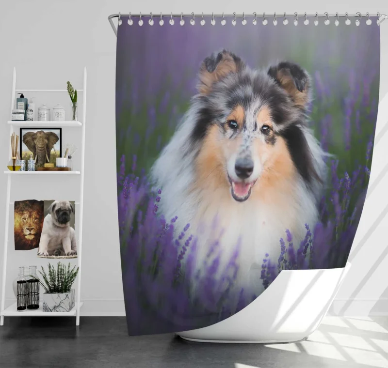 Baskets and Collies: Rough Collie Quartet Shower Curtain