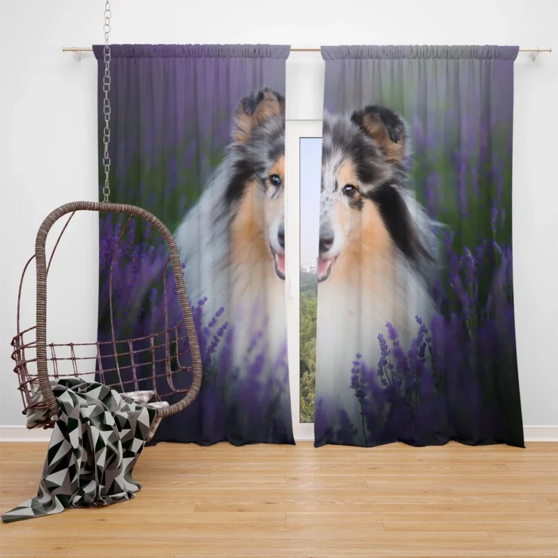 Baskets and Collies: Rough Collie Quartet Window Curtain