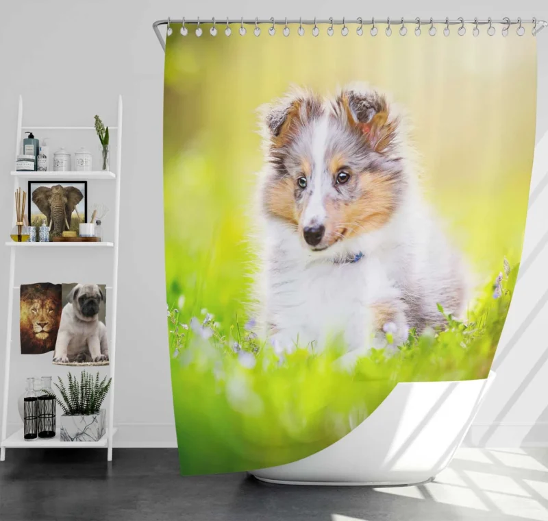 Bauble-Puppy Playfulness: Shetland Sheepdog Quartet Shower Curtain