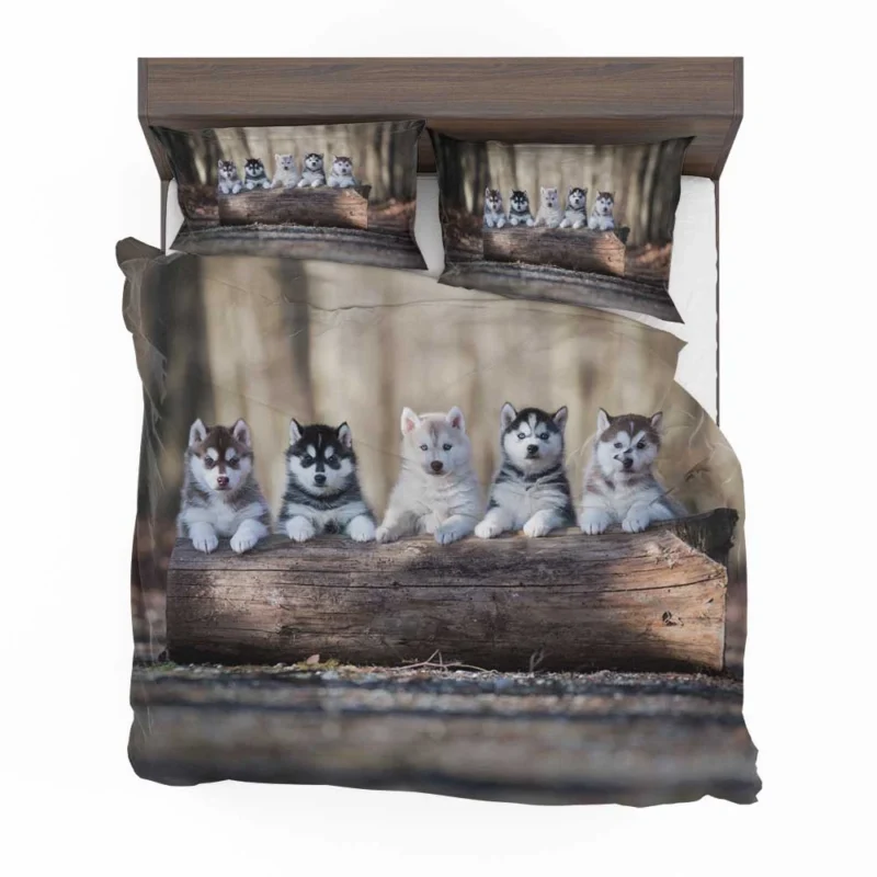 Bauble of Fluffiness: Alaskan Malamute Puppy Quartet Bedding Set 1