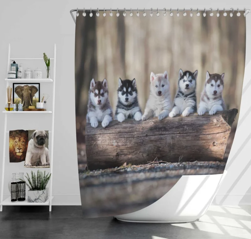 Bauble of Fluffiness: Alaskan Malamute Puppy Quartet Shower Curtain