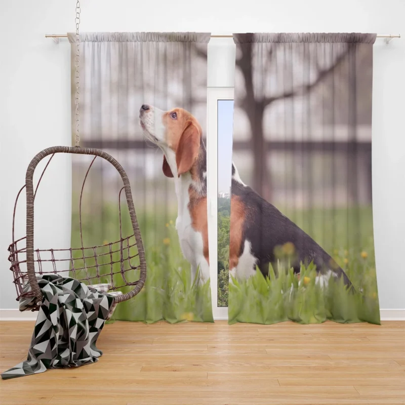 Beagle Affectionate Nature: Beagle Window Curtain