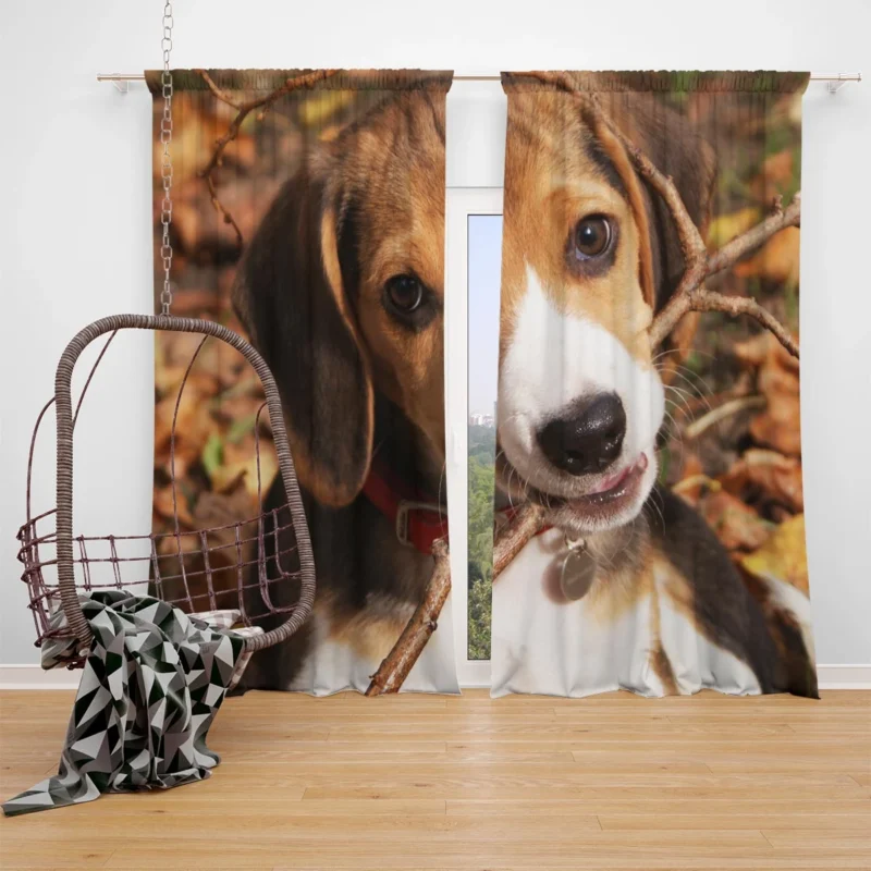 Beagle Breed and Its Charm: Beagle Window Curtain