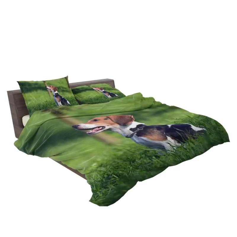 Beagle Breed and Its Endearing Traits: Beagle Bedding Set 2