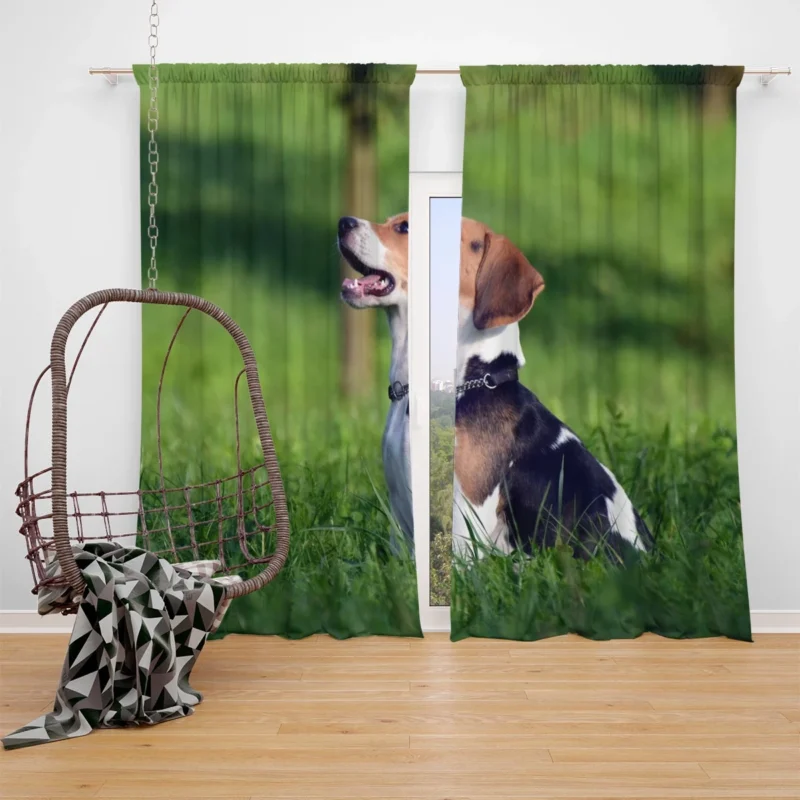 Beagle Breed and Its Endearing Traits: Beagle Window Curtain