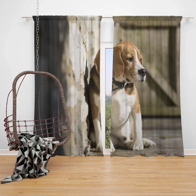 Beagle Eager and Friendly Nature: Beagle Window Curtain