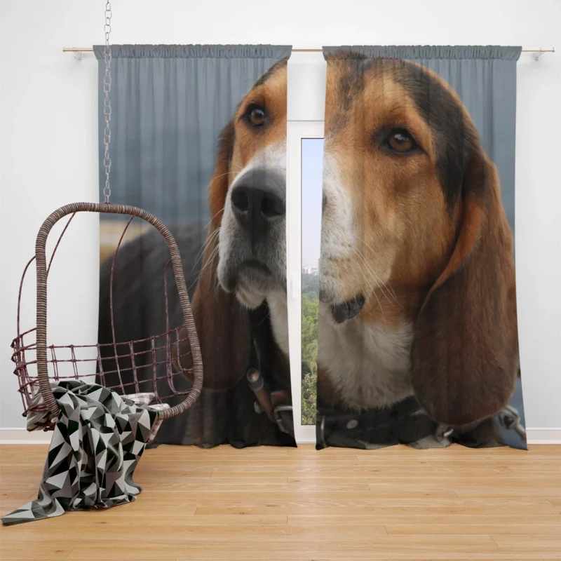 Beagle Friendly and Playful Character: Beagle Window Curtain