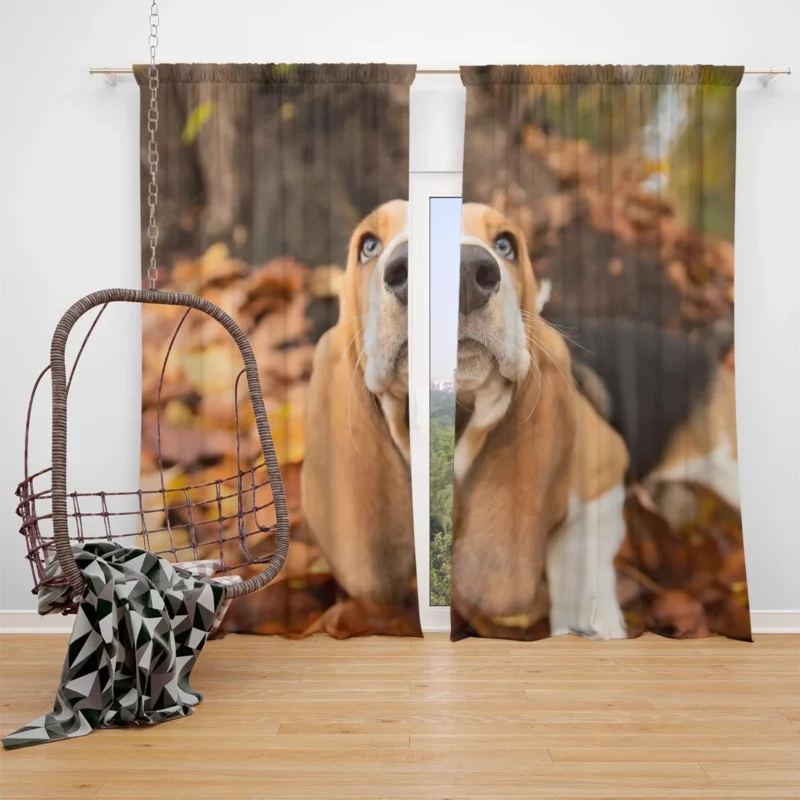 Beagle in Autumn with Muzzle: Beagle Window Curtain