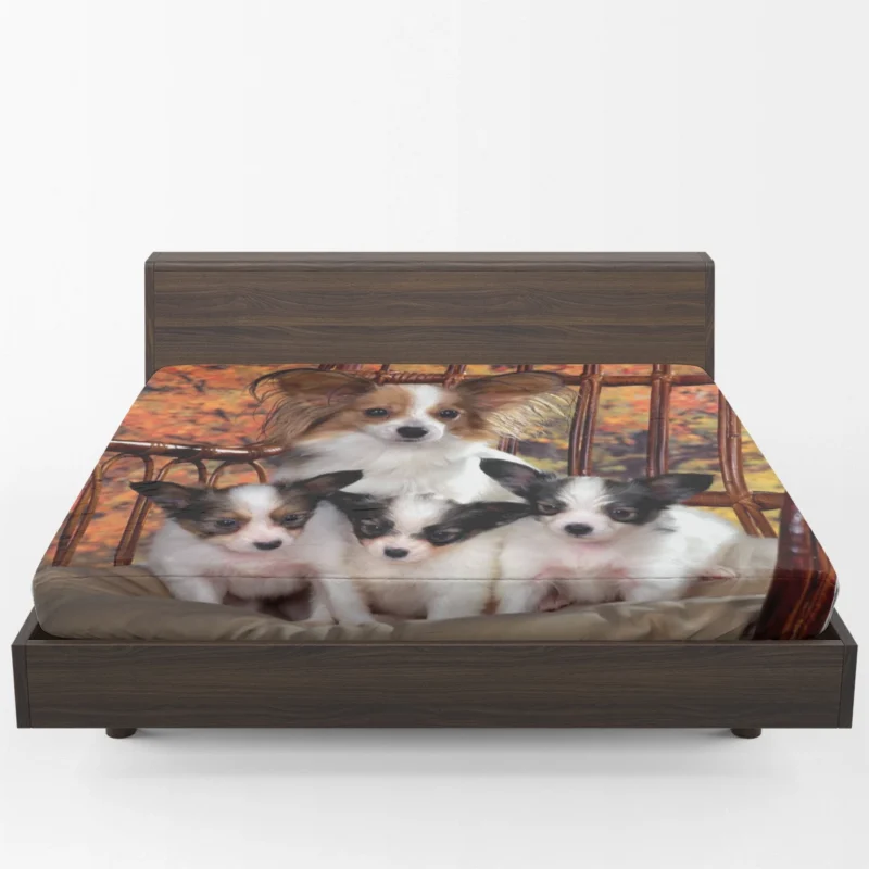 Beautiful Papillon Portraits: Papillon Quartet Fitted Sheet 1