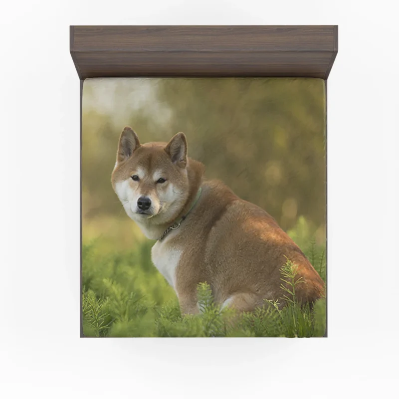 Beauty in Symmetry: Shiba Inu Quartet Fitted Sheet