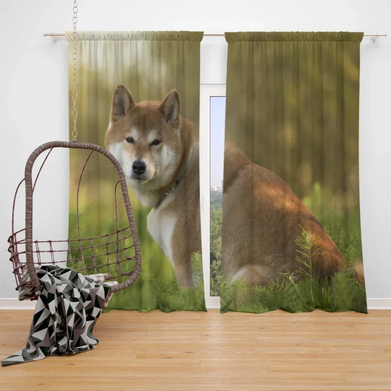 Beauty in Symmetry: Shiba Inu Quartet Window Curtain