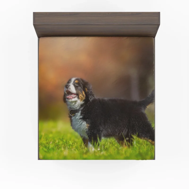 Bernese Ba Pups in Beauty: Bernese Mountain Dog Fitted Sheet