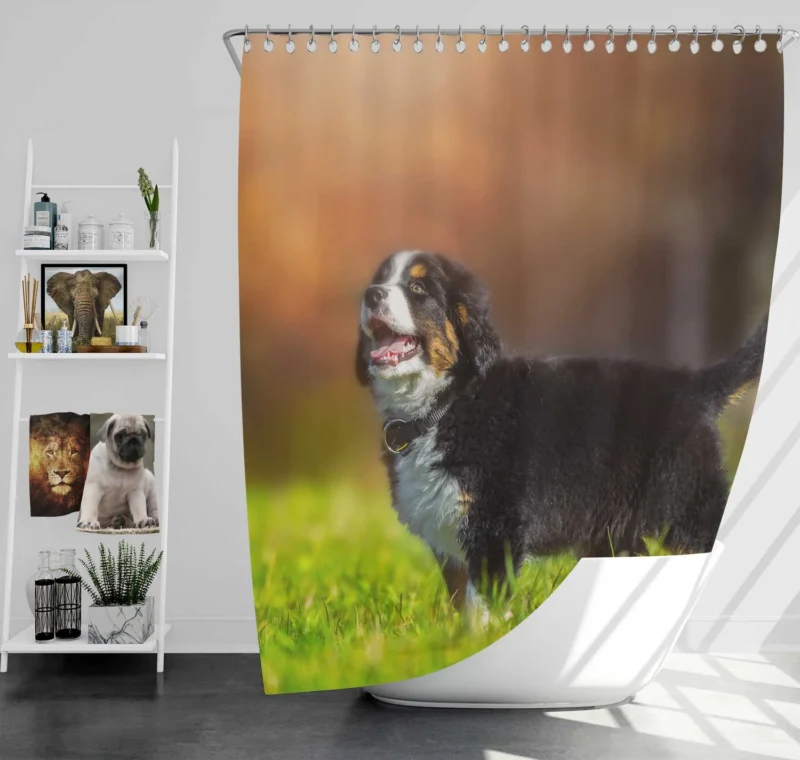 Bernese Ba Pups in Beauty: Bernese Mountain Dog Shower Curtain