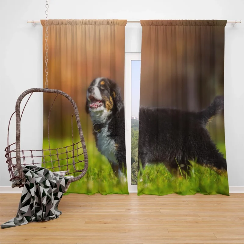 Bernese Ba Pups in Beauty: Bernese Mountain Dog Window Curtain