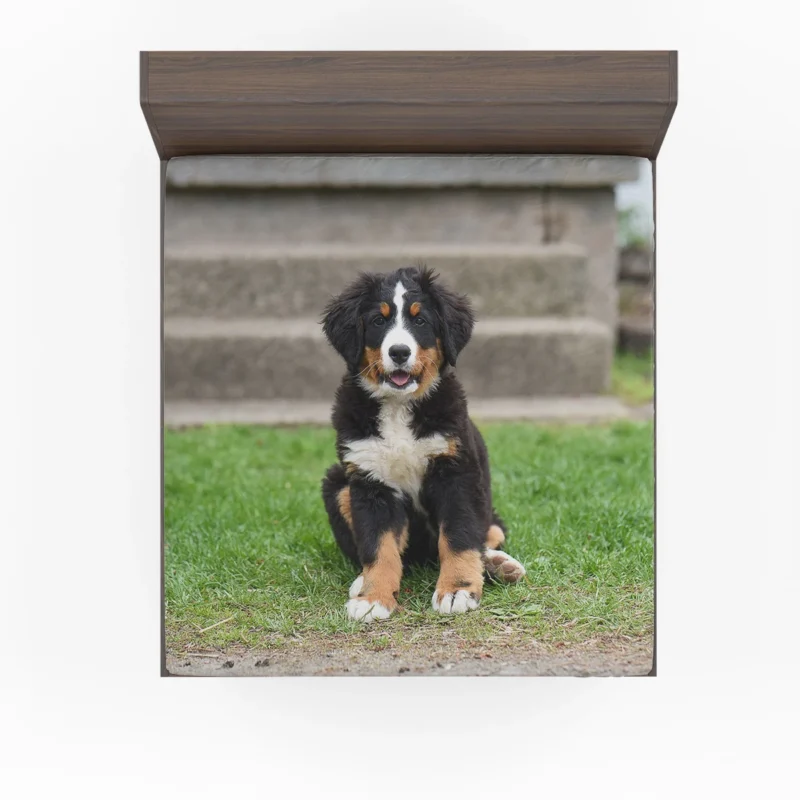 Bernese Beauty by the River: Black & White Bernese Mountain Dog Fitted Sheet