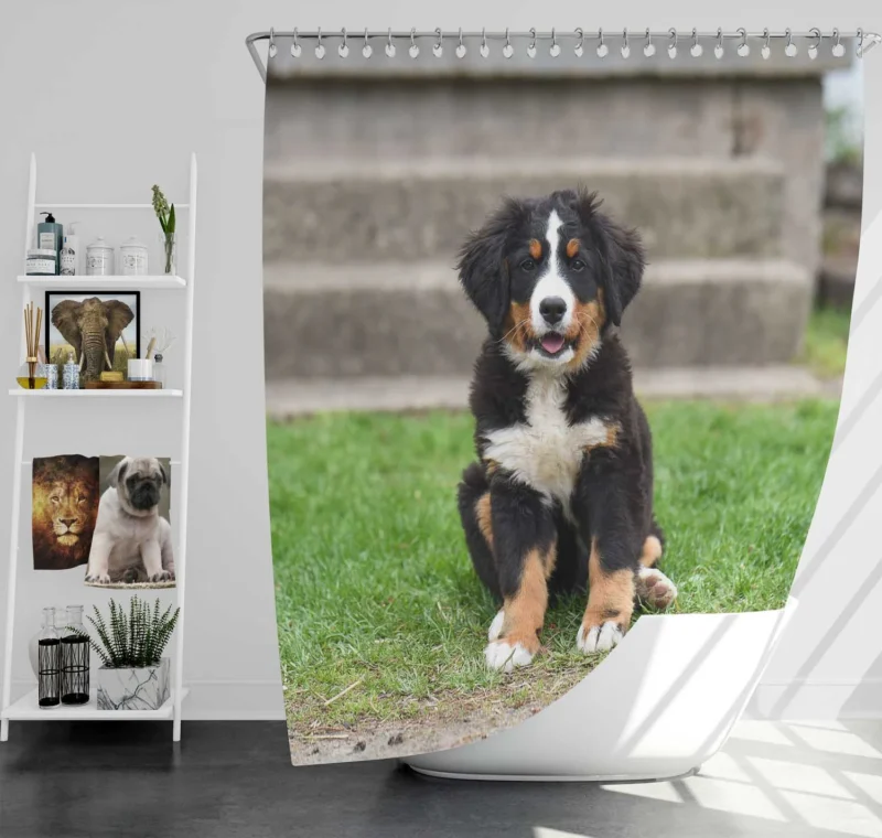 Bernese Beauty by the River: Black & White Bernese Mountain Dog Shower Curtain