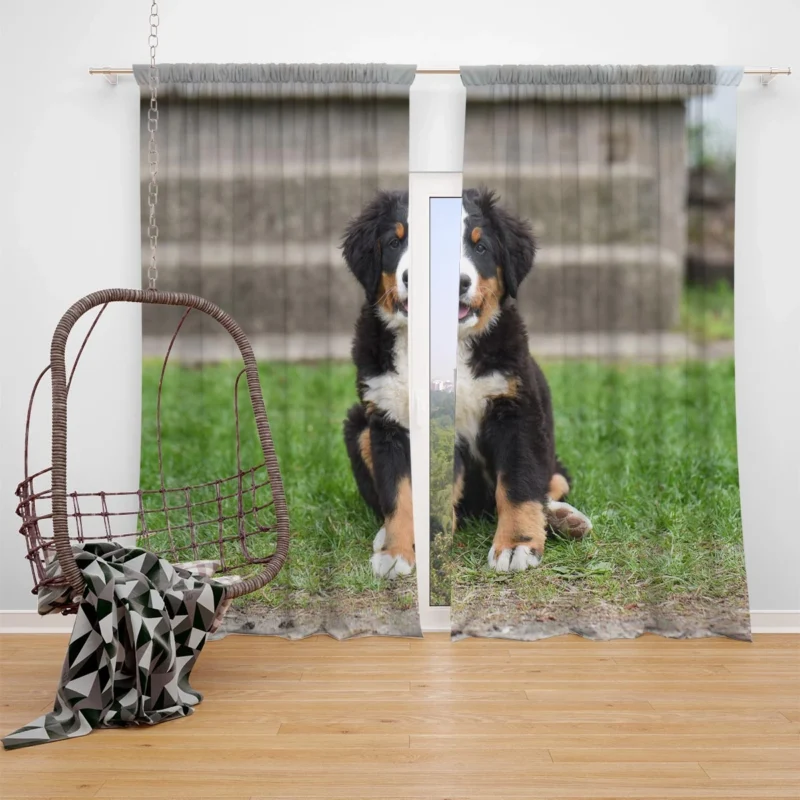 Bernese Beauty by the River: Black & White Bernese Mountain Dog Window Curtain