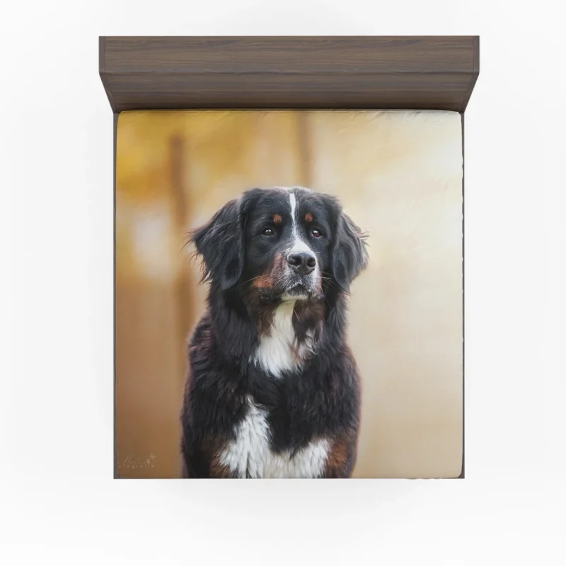 Bernese Majesty: Bernese Mountain Dog Fitted Sheet