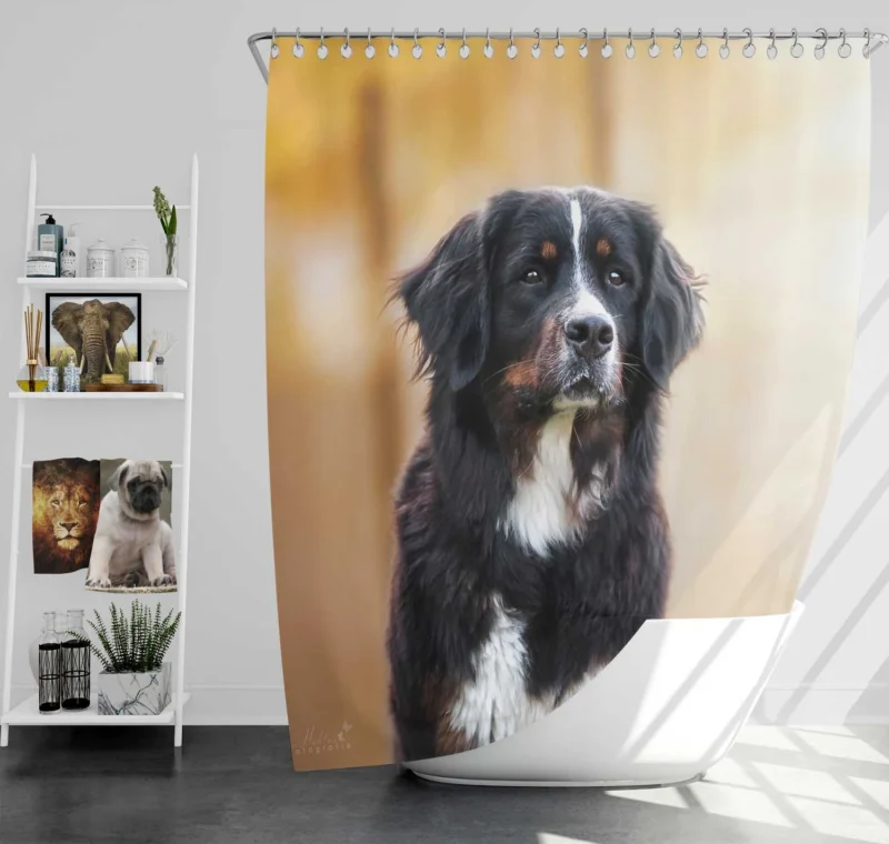 Bernese Majesty: Bernese Mountain Dog Shower Curtain