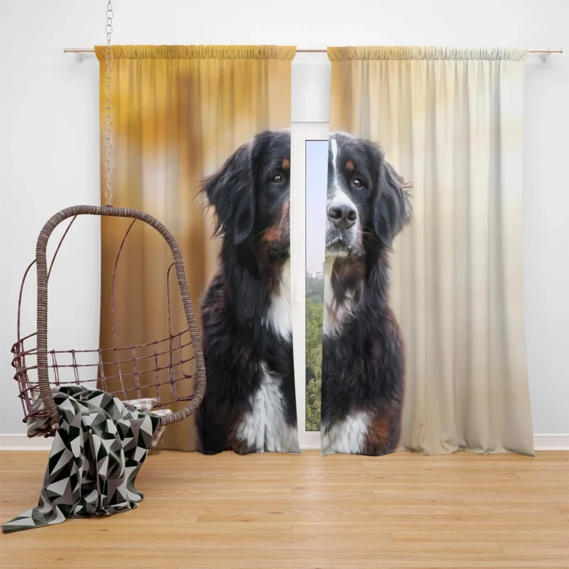 Bernese Majesty: Bernese Mountain Dog Window Curtain