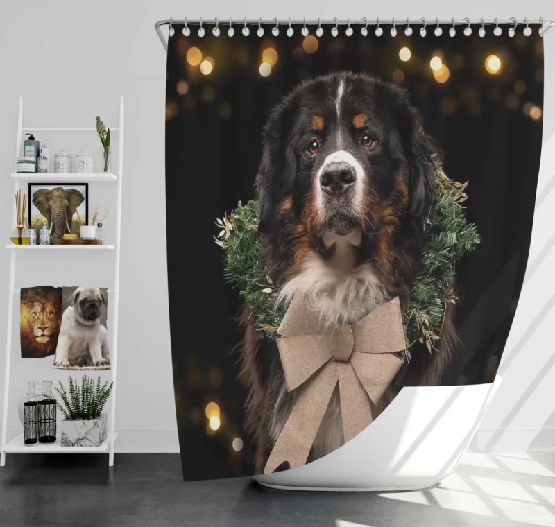 Bernese Majesty in Brave Dog: Bernese Mountain Dog Shower Curtain