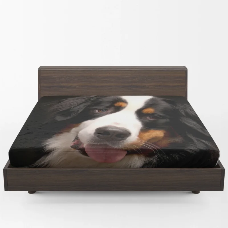 Bernese Mountain Dog Beauty: Bernese Mountain Dog Fitted Sheet 1