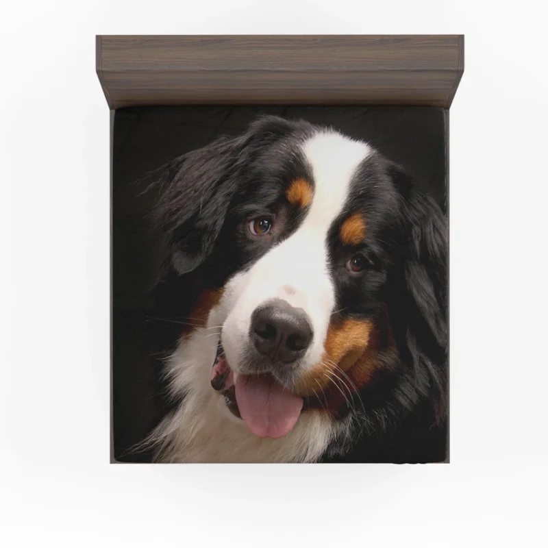 Bernese Mountain Dog Beauty: Bernese Mountain Dog Fitted Sheet