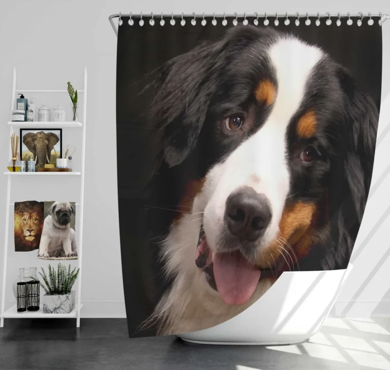 Bernese Mountain Dog Beauty: Bernese Mountain Dog Shower Curtain