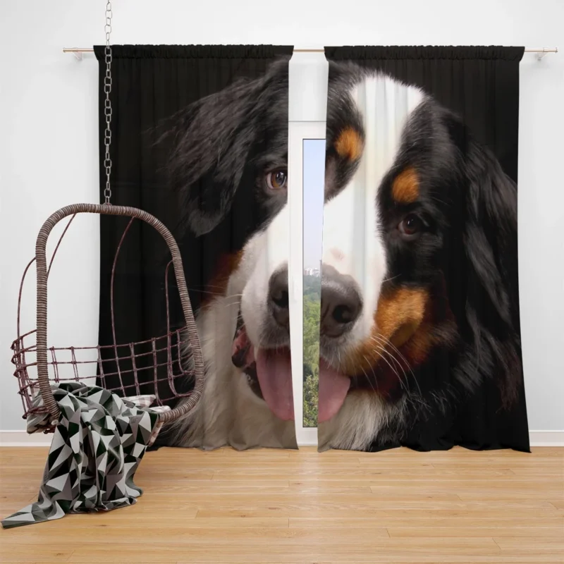 Bernese Mountain Dog Beauty: Bernese Mountain Dog Window Curtain