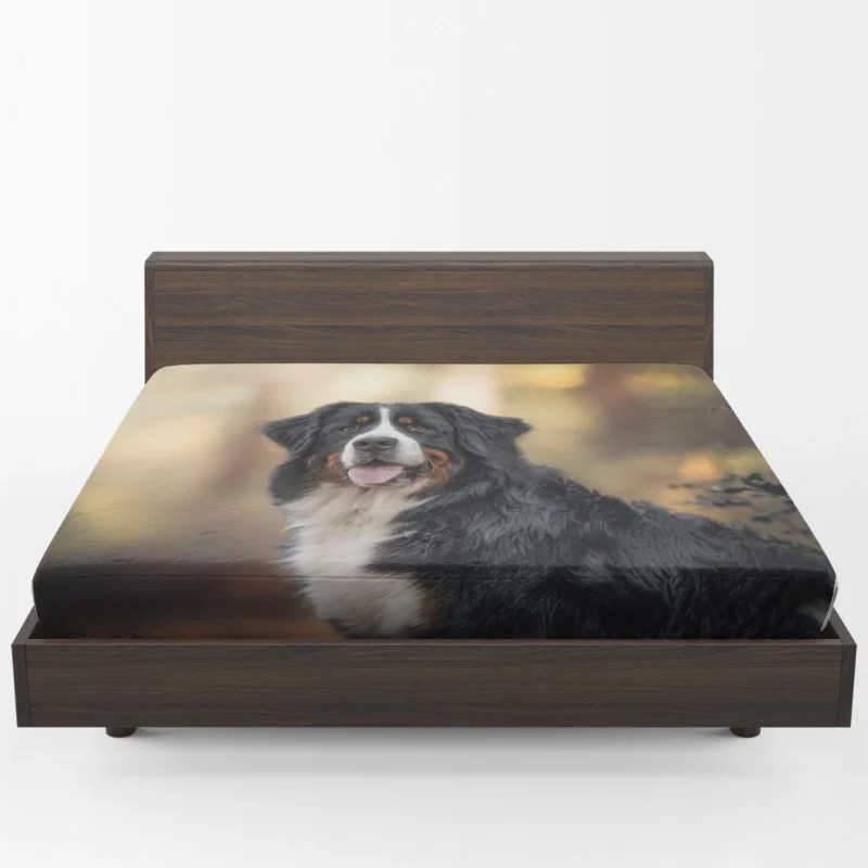 Bernese Mountain Dog Beauty in Snow with Depth Of Field and Sennenhund Fitted Sheet 1