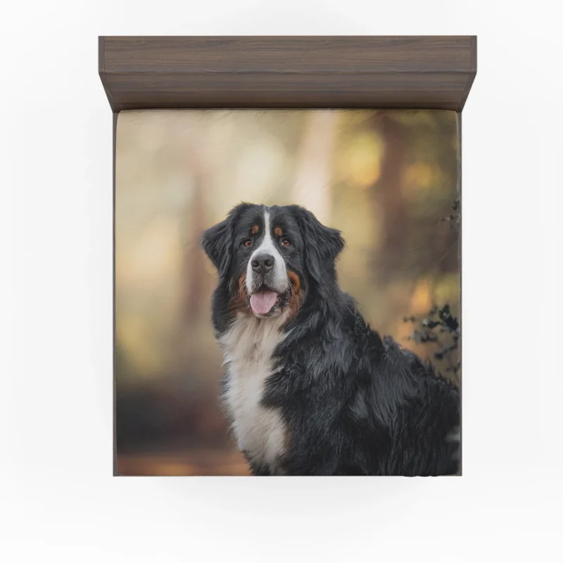 Bernese Mountain Dog Beauty in Snow with Depth Of Field and Sennenhund Fitted Sheet