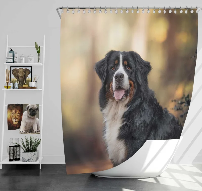 Bernese Mountain Dog Beauty in Snow with Depth Of Field and Sennenhund Shower Curtain