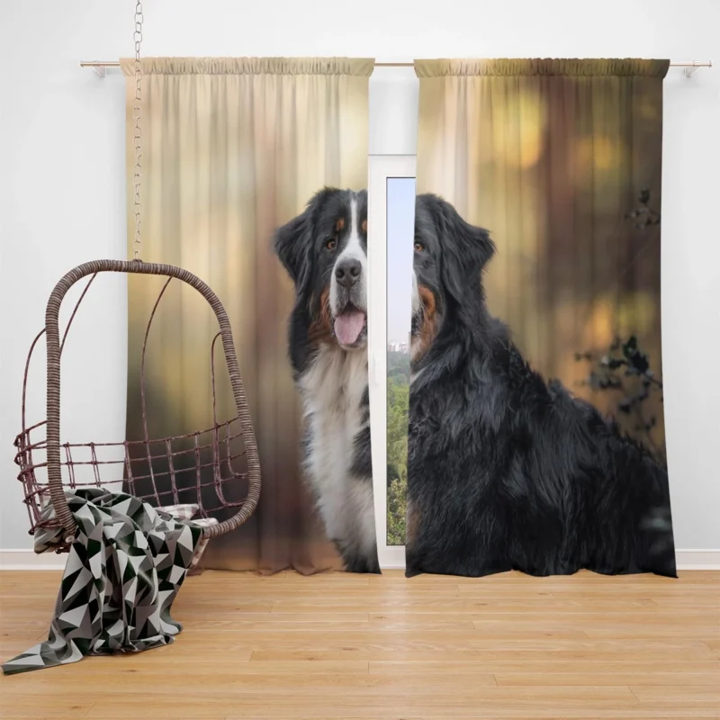 Bernese Mountain Dog Beauty in Snow with Depth Of Field and Sennenhund Window Curtain