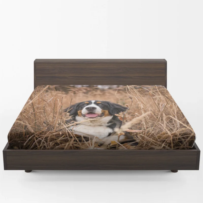 Bernese Mountain Dog Splendor: Bernese Mountain Dog Fitted Sheet 1