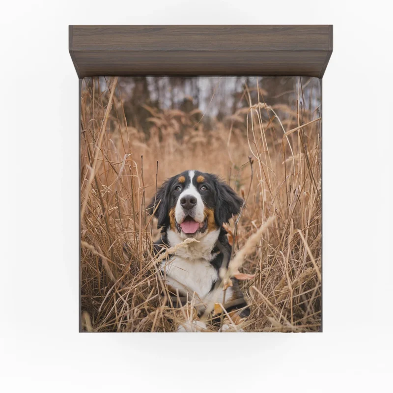 Bernese Mountain Dog Splendor: Bernese Mountain Dog Fitted Sheet